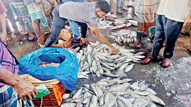 Hilsa remains costly despite export ban