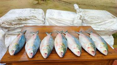 hilsa fish