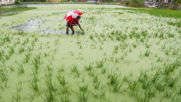 khulna-amon_paddy_1.jpg