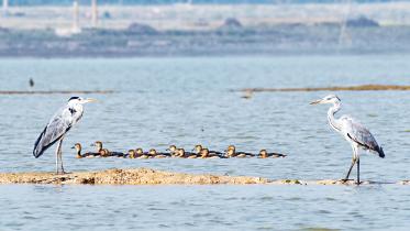Capturing the avian wonders of northern Bangladesh