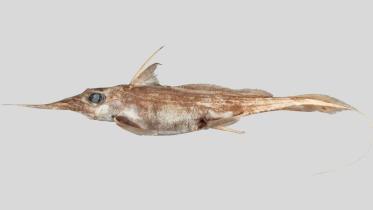 spookfish.jpg