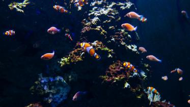 5 best water zoos in Asia you thought never existed          pexels-kelly-1179532-3311094.jpg
