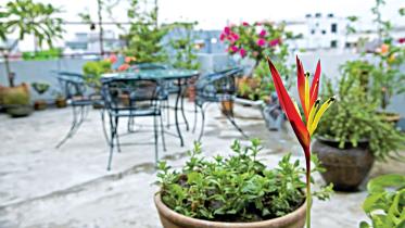 Terracotta pots for gardening