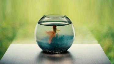 Sick of your fish tank looking like a swamp? Here’s how to clean it!               pexels-aghilles-touahri-1354730-16705504.jpg
