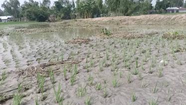 Floods destroy farmland in northern Bangladesh