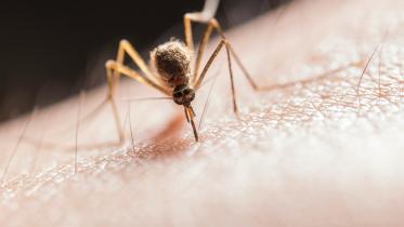 Battling dengue: Simple steps to stay safe during the outbreak