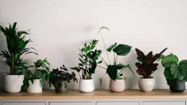 Want plants? Try these low-maintenance greens that are hard to kill! 