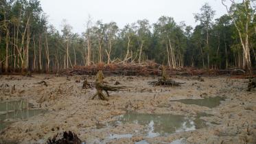the_world_largest_mangrove_forest_sundarbans.jpg
