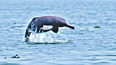 dolphin.jpg