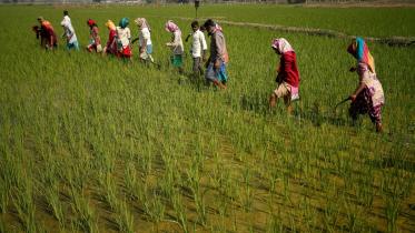 rice_production_india.jpg