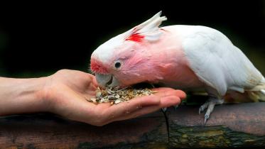 Your backyard birds deserve better than stale seeds: Feed them right this winter! 