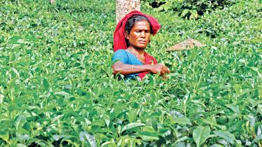 tea-plant.jpg