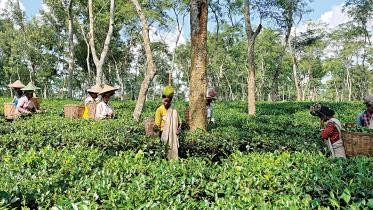 tea-auction-1.jpg
