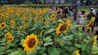 Sunflower
