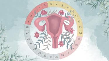 An illustration of the uterus and menstrual cycle. 