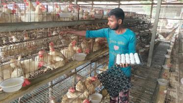 Poultry