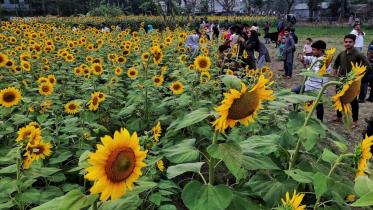 sunflower.jpg