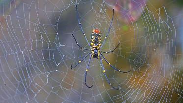 spider.jpg