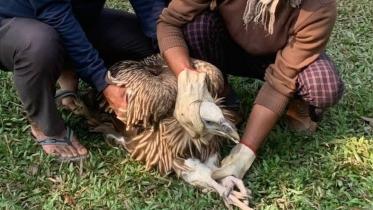 vulture