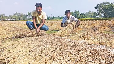 paddy-tobacco.jpg