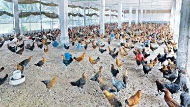 poultry-industry.jpg