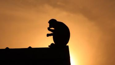 sri_lankan_monkey_causes_nationwide_blackout.jpg