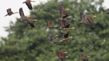 birds_1.jpg