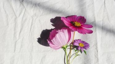 How to stop your flowers from dying as fast as your New Year’s Resolutions
