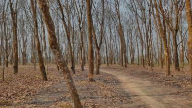 rubber plantation workers abducted in Lama