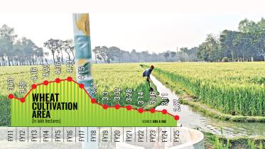 wheat-accre.jpg