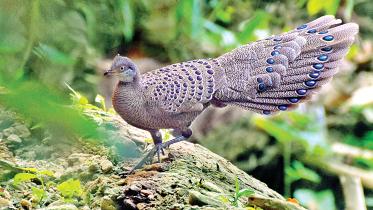 nature-quest.jpg