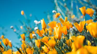 Scent of spring: Songbirds, cherry blossoms, and warmer days