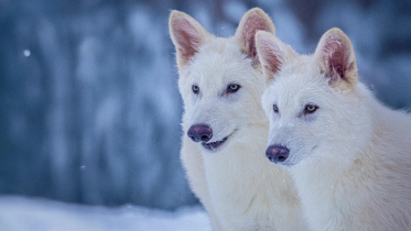 Dire wolves