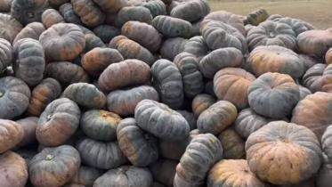 pumpkin.jpg