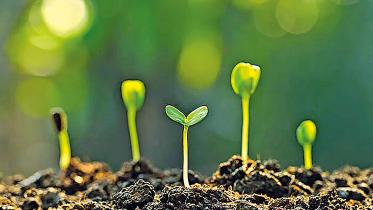 plant.jpg