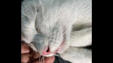 pet_cat.jpg