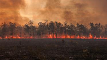 wildfire