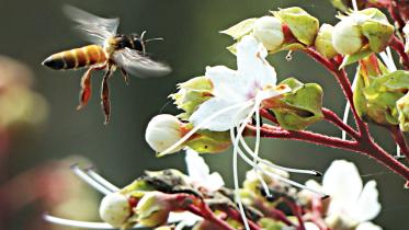 bee.jpg