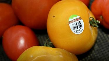 tomatoes.jpg