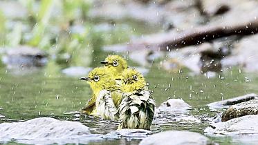 bird.jpg