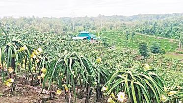 farmland.jpg
