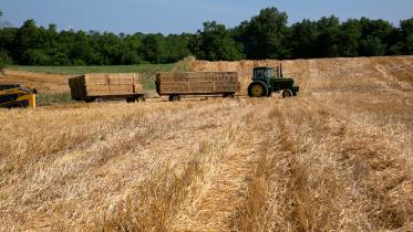 US wheat.jpg