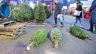 christmas-trees.jpg