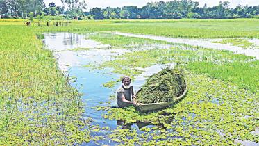 padma-river-1.jpg