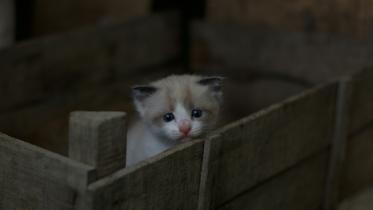 Why are we hurting the cats that need us most? 