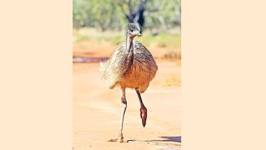 ostrich.jpg