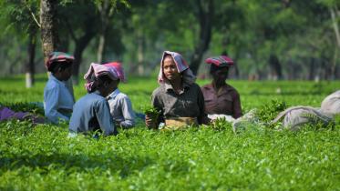 A bitter brew: Climate change and the decline of Sylhet’s tea gardens