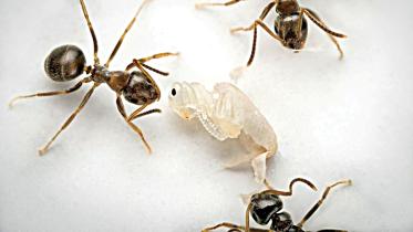 ants.jpg