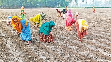 lalmonirhat_potato.jpg