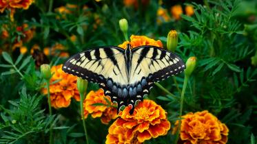 Transform your terrace with colourful winter blooms this season
